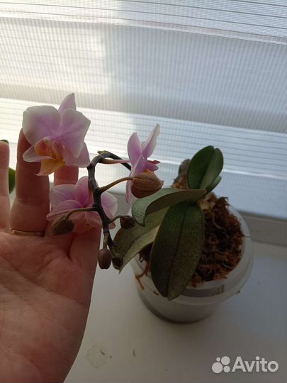Орхидея мини