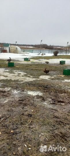 Подсадная кряква