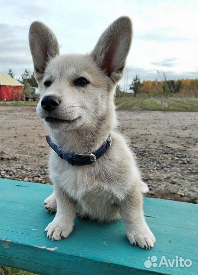 Отдаем в добрые руки щенка