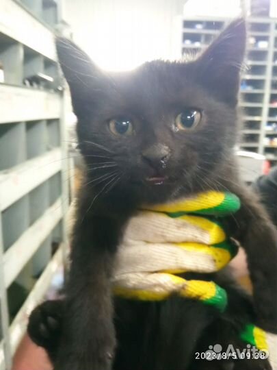 Котята бесплатно