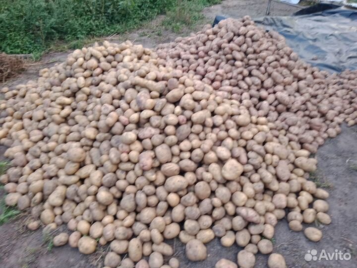 Продам картофель