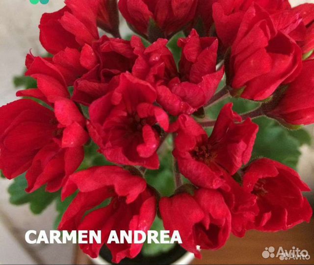 Пеларгония тюльпановидная (редкие сорта)