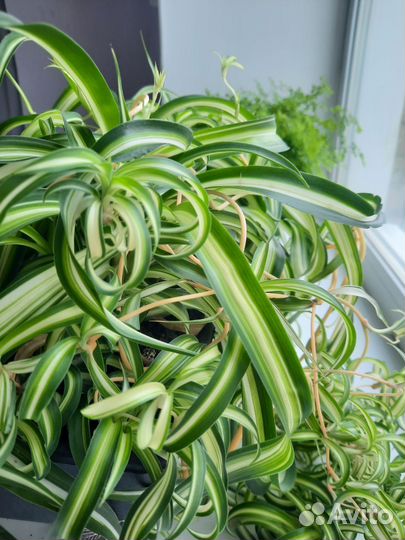 Хлорофитум