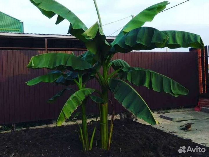 Банановая пальма отросток 40 -50 см
