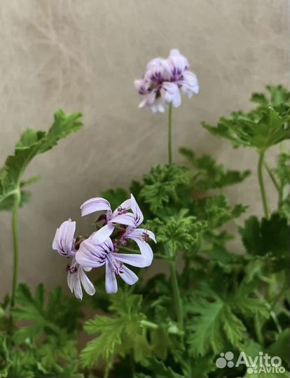 Пеларгония герань душистая лимонная