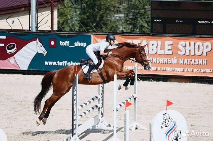 Аренда лошади