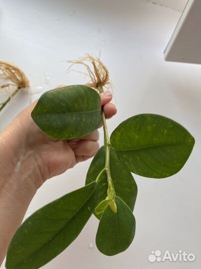 Фикус микрокарпа