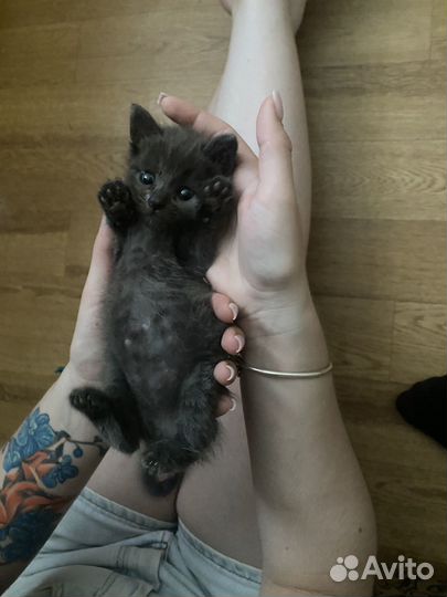 Котята