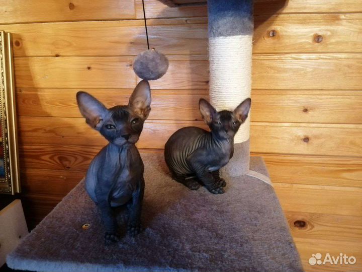 Донской сфинкс котята