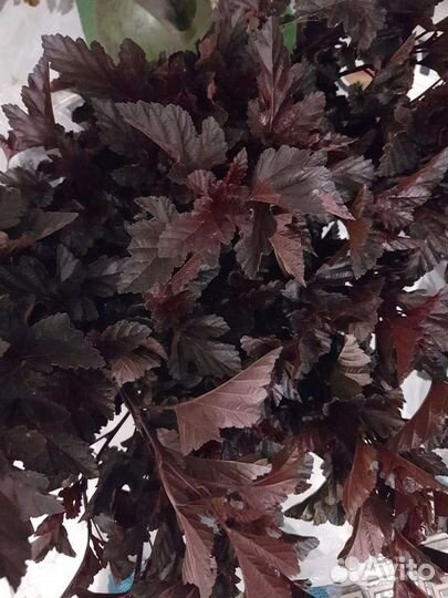 Пузыреплодники для живой изгороди