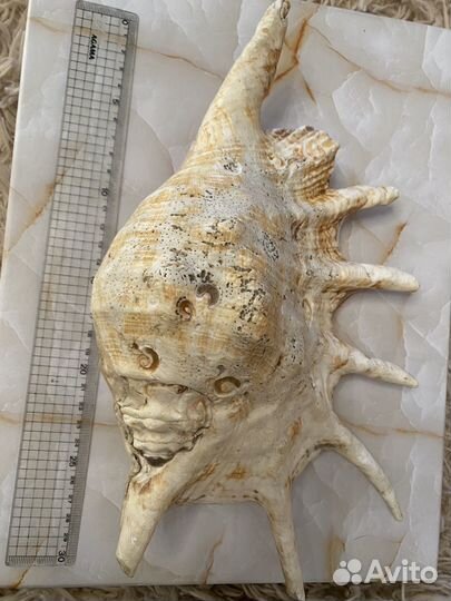 Морские ракушки раковины среднего размера