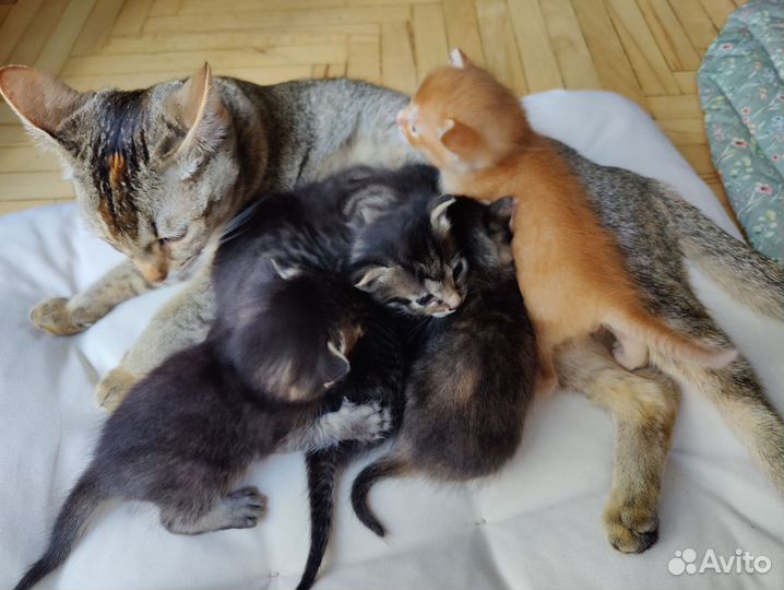 Котята от абиссинской кошки