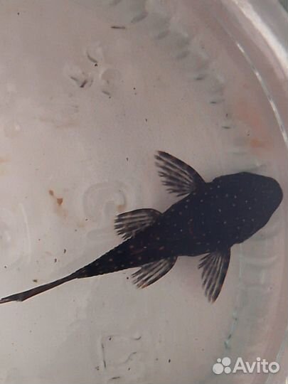 Анцитрус L 513