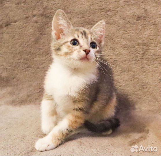 Весна, такая Весна