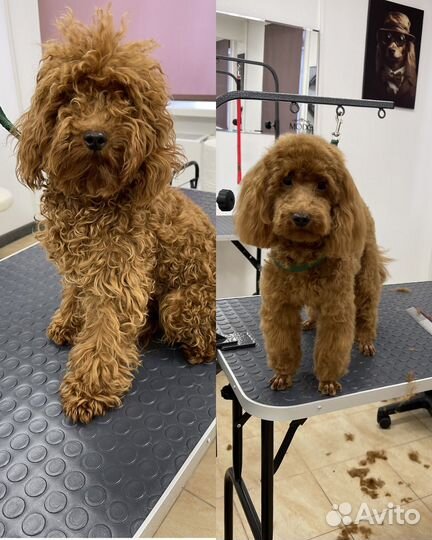 Груминг. Стрижка собак и кошек