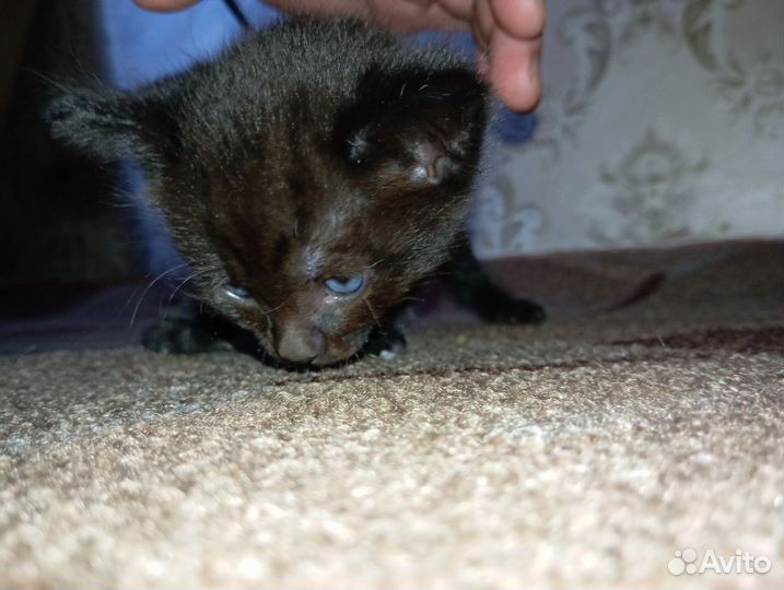 Чёрный котёнок