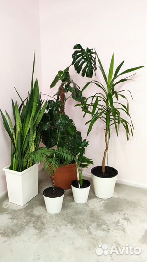 Комнатные растения и цветы, озеленение под заказ