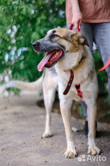 Микс, ещё подросток ему тяжело здесь