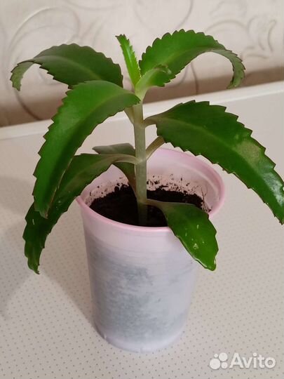 Каланхоэ лечебный