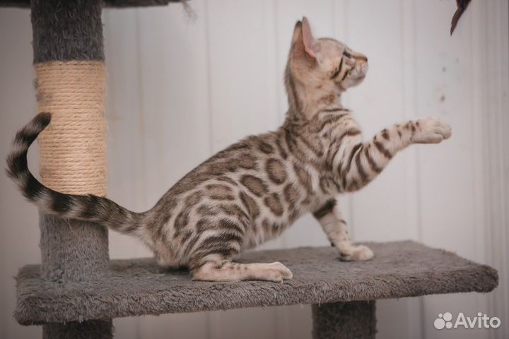 Снежные бенгальские котята