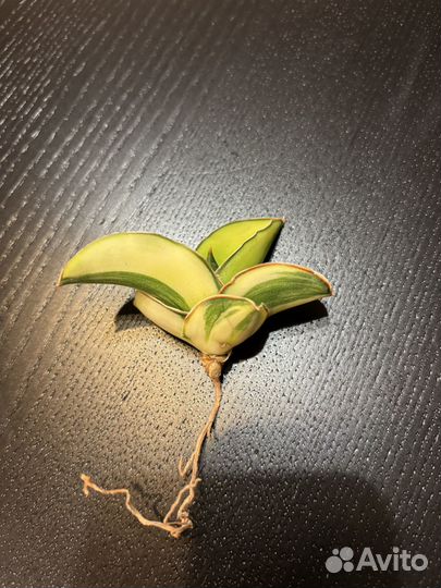 Сансевиерия Samurai var Тай