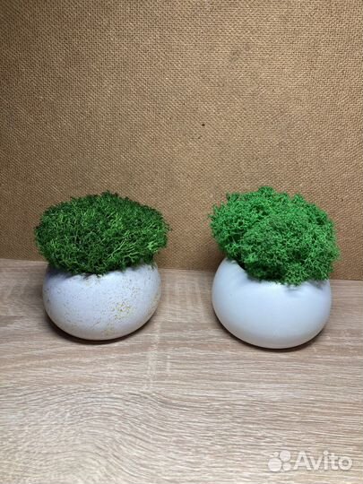 Кашпо со мхом