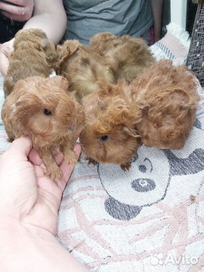 Морские свинки (кудрявые и перу)