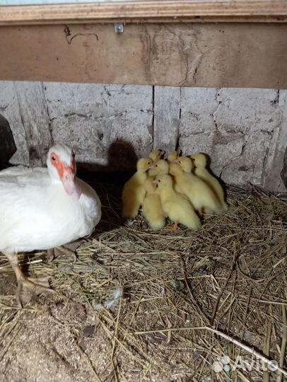 Утята индоутки