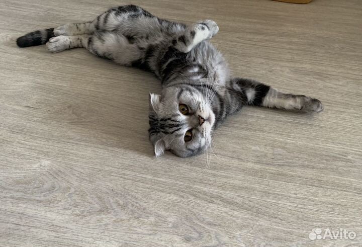 Вязка, шотландский вислоухий