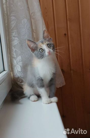 Трёхцветка Умка в добрые руки