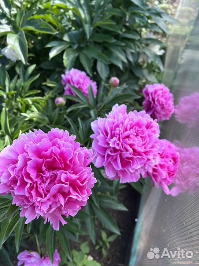 Пионы саженцы корни