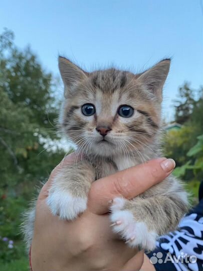 Кошка
