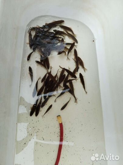 Живец для рыбалки и прудика