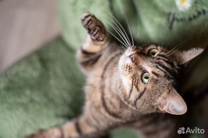 Кот Матвей ждёт свою семью в приюте