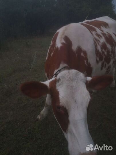 Тёлка симентальской породы 2.2года