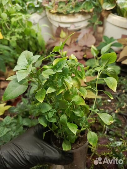 Кипрский базилик и мята