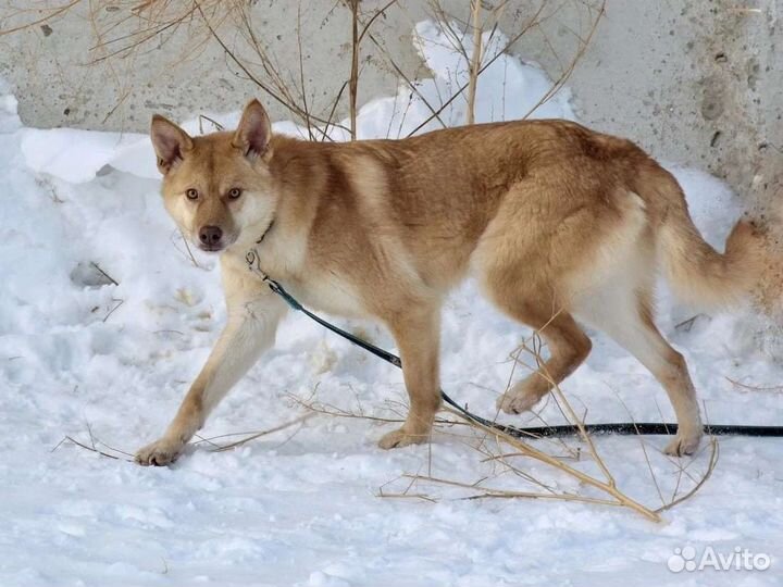 Собаки бесплатно в добрые руки