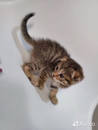 Шотландские вислоухие котята