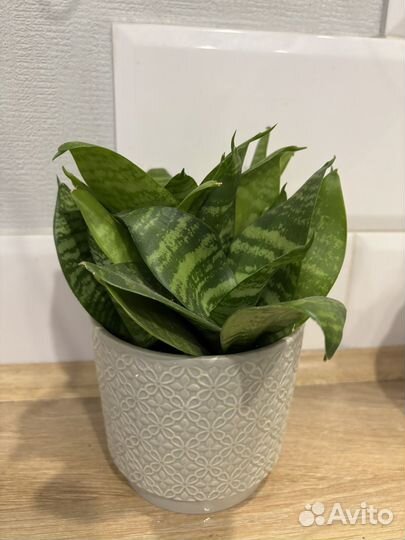 Комнатные цветы Сансевиерия