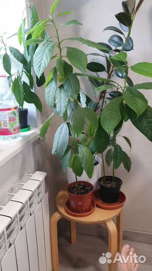 Авокадо цветок