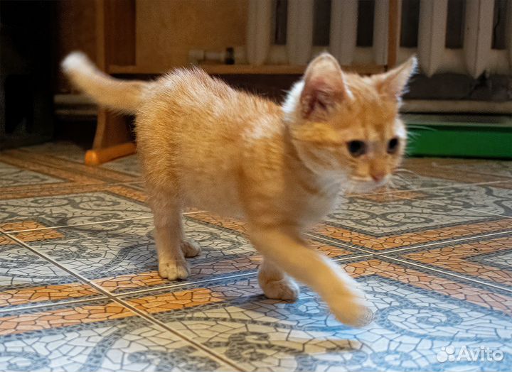 Котята в хорошие руки