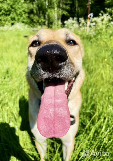 Собака в добрые руки