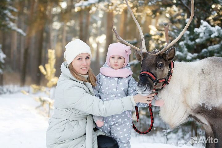 Фотосессии с лошадьми, корги, хаски, самоедами