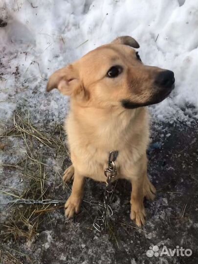 Собака в будку в добрые руки