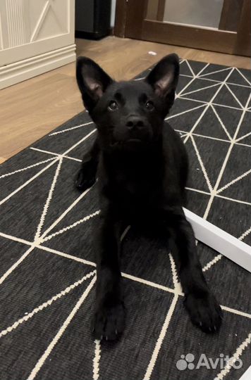 Щенок дворовый