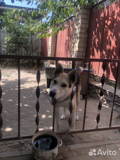 Отдаем в добрые руки, 1 год полу хаски