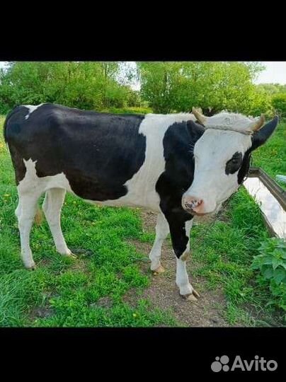 Тёлочка стельная