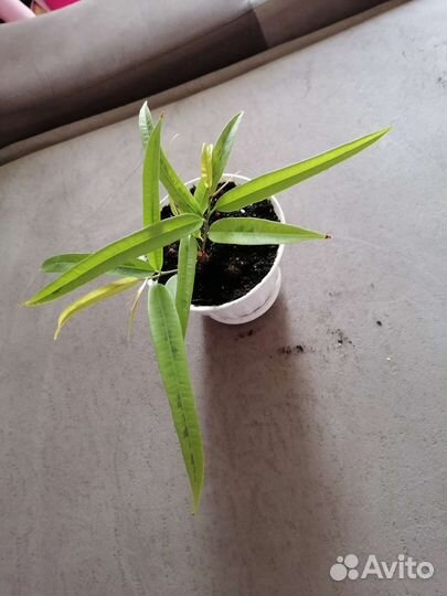 Фикус али амстел голд