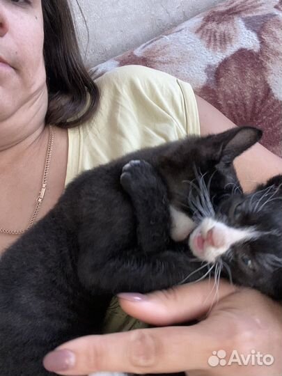 Котята мальчики