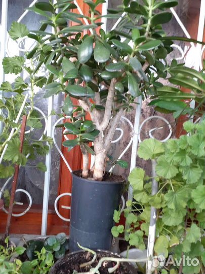 Толстянка, алоэ и другие